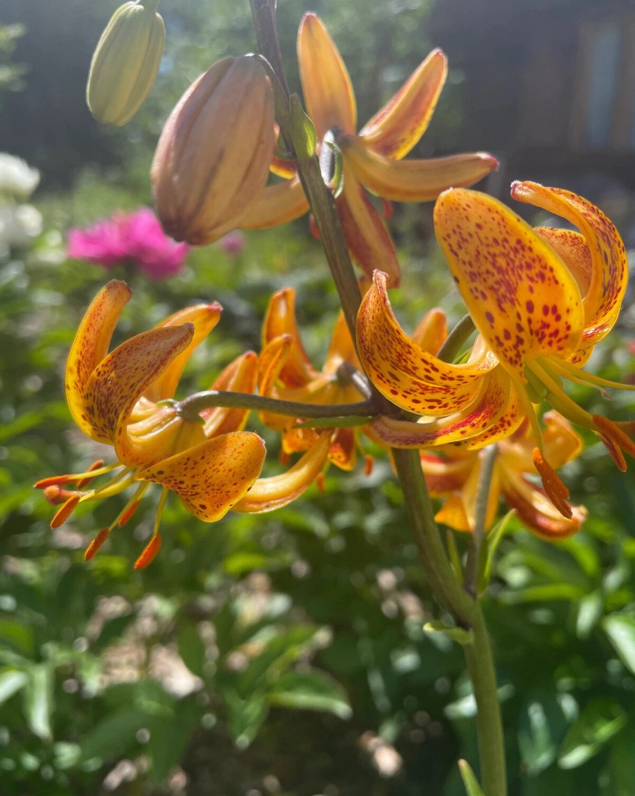 Лилии мартагон