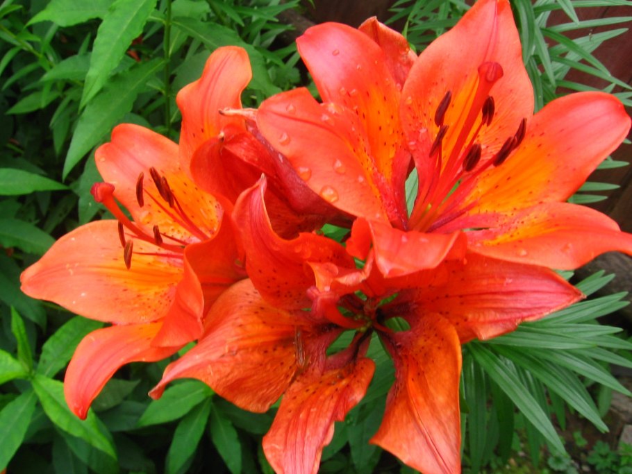 Тигровая Лилия царские кудри