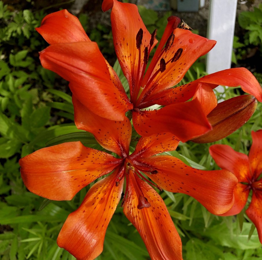 Lilium martagon — Лилия саранка