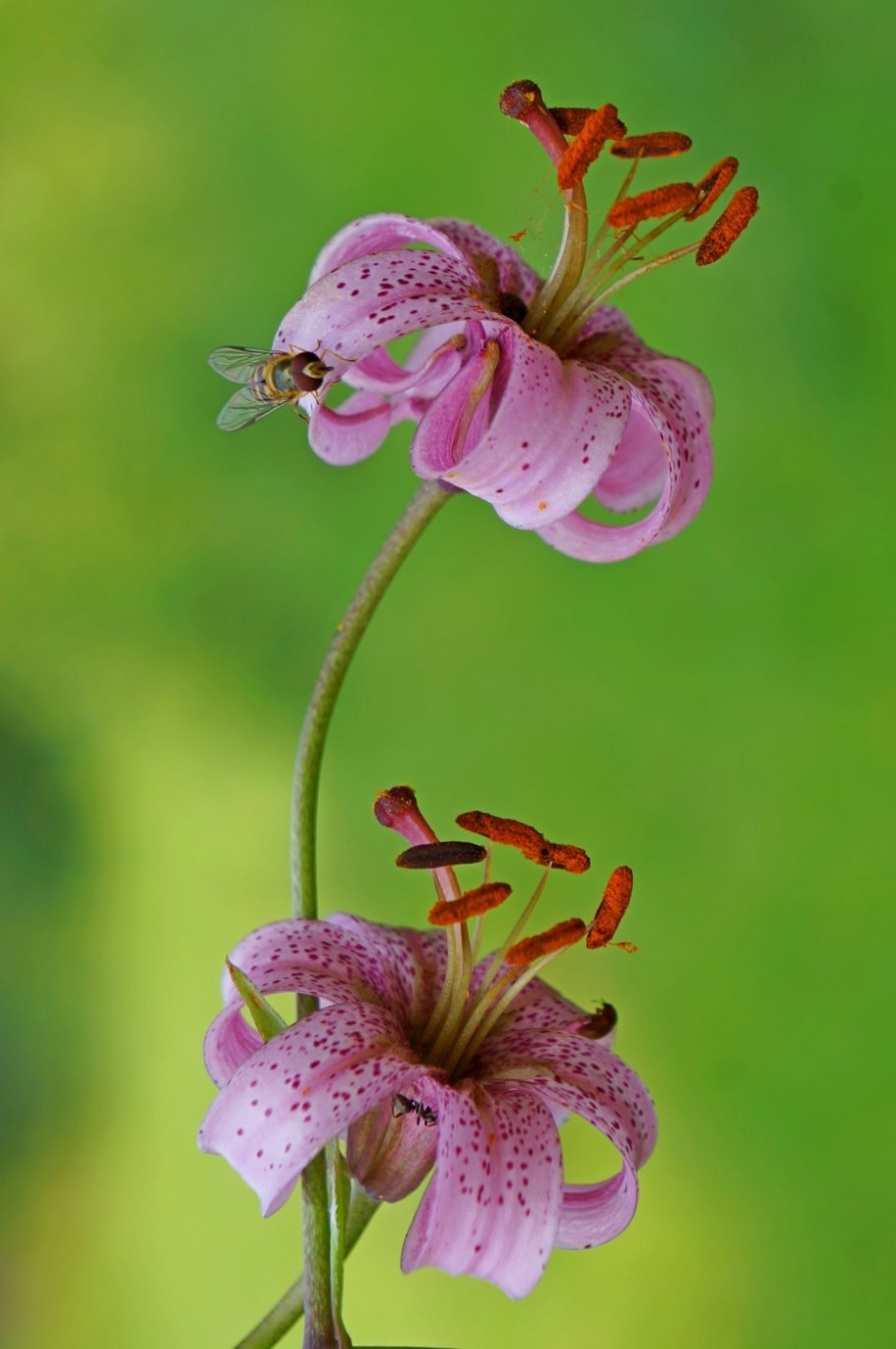 Лесная Лилия саранка