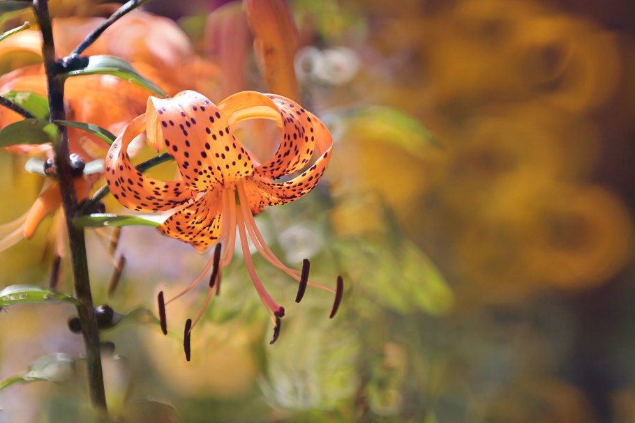 Лилия саранка Сибирская