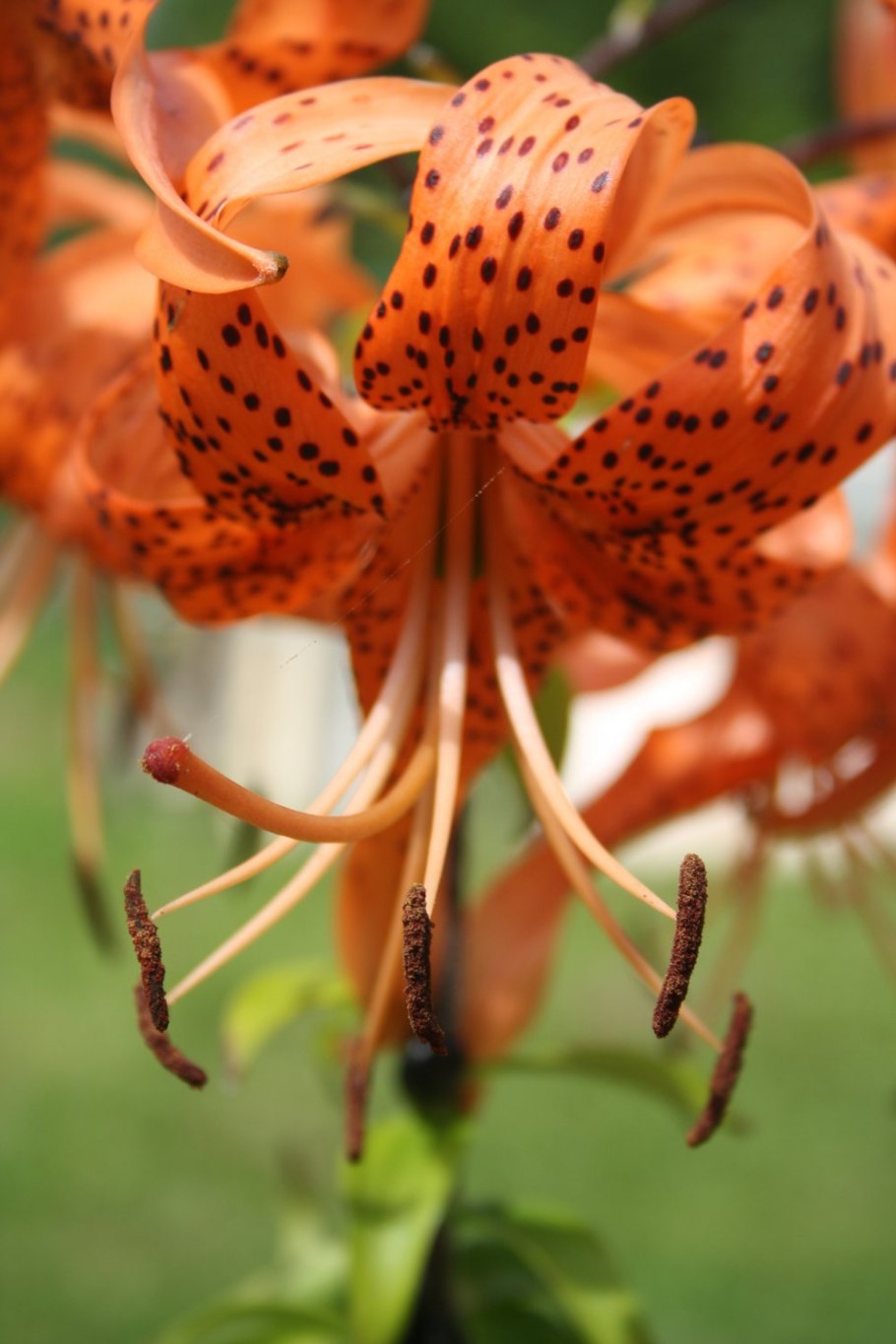 Лилия кудреватая оранжевая