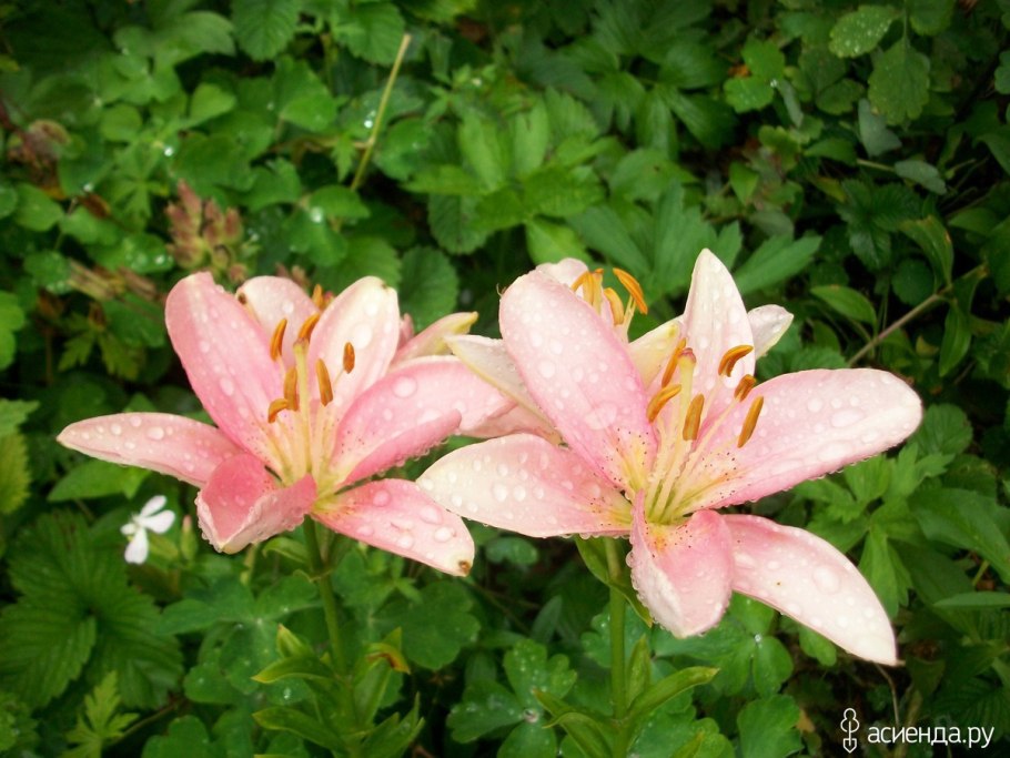 Лилия вивальди