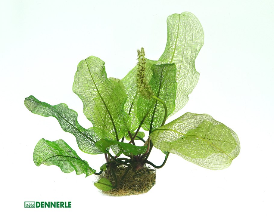 Апоногетон двуколосый. Aponogéton distáchyos