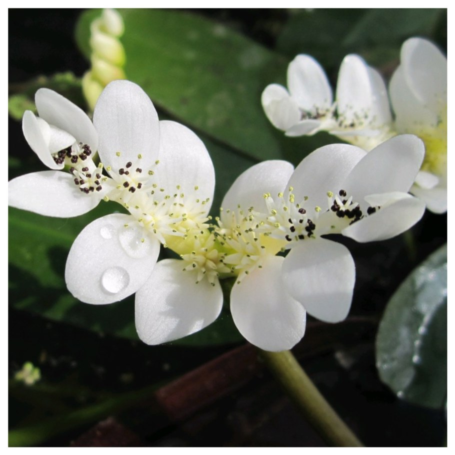 Апоногетон мадагаскарский Увирандра