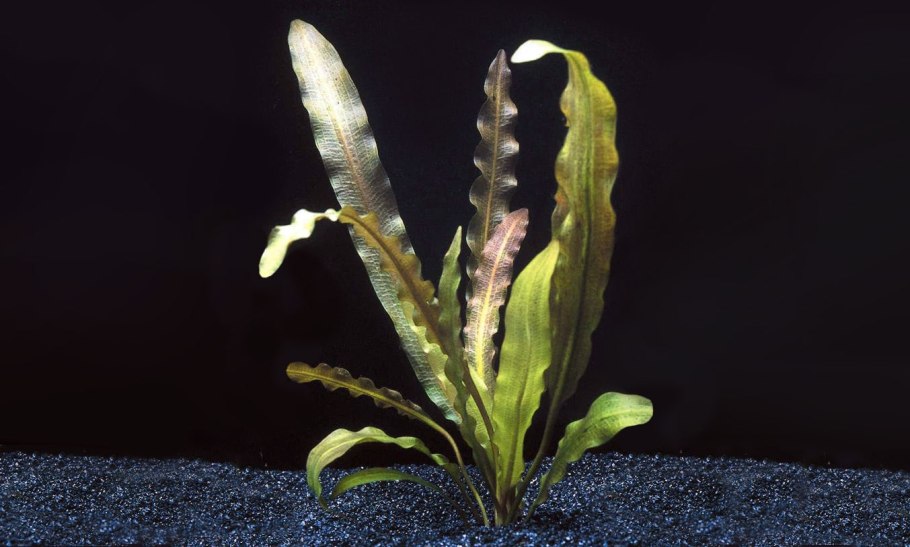 Aponogeton madagascariensis