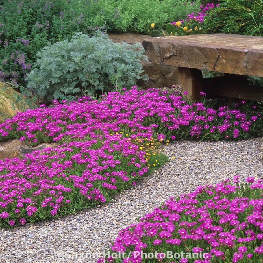 Неприхотливые почвопокровные многолетники