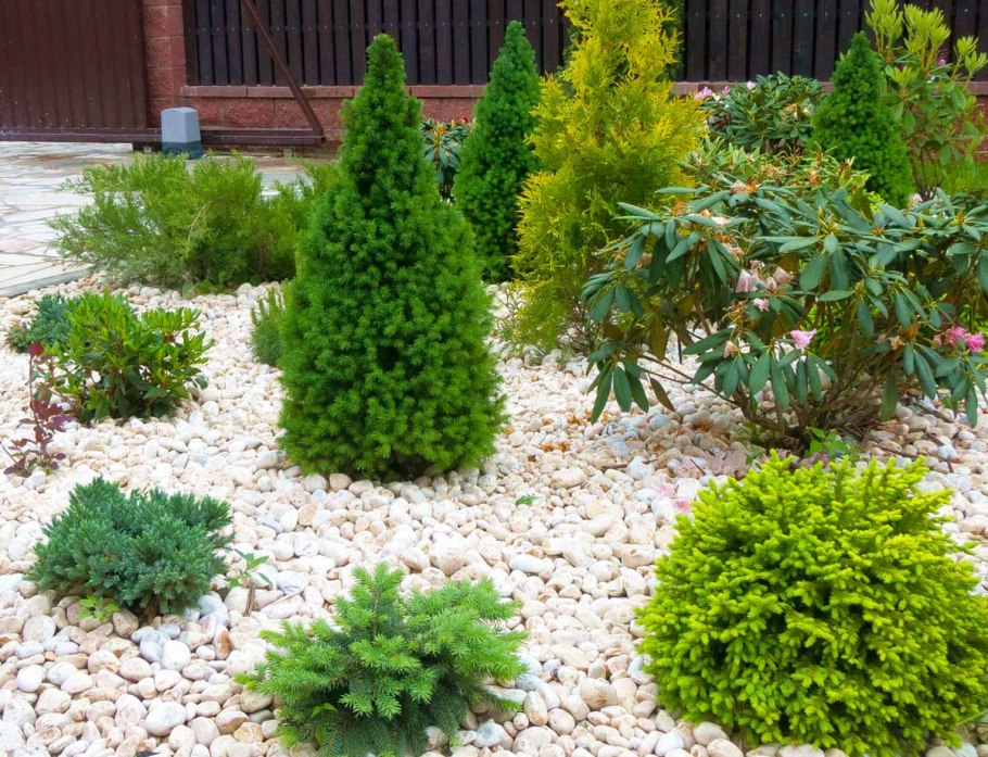 Агератум, Обриета, алиссум