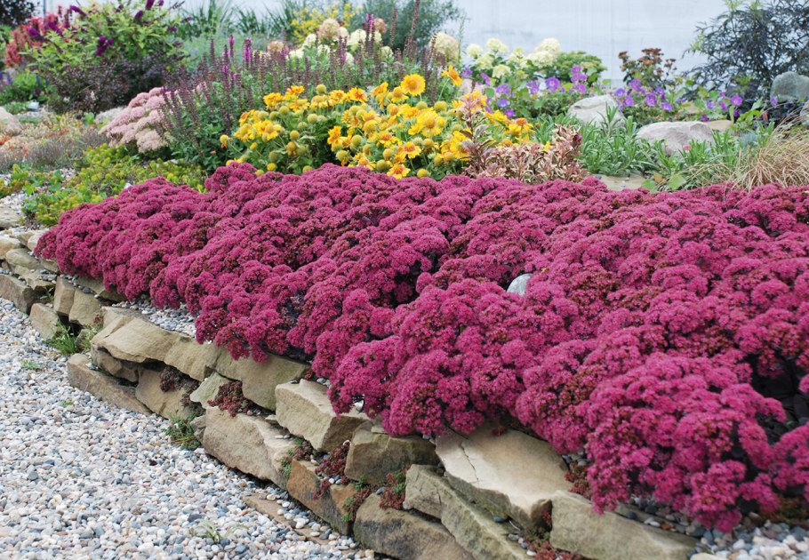 Хризантема мультифлора шаровидная клумба