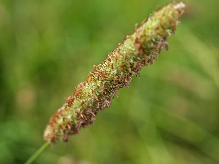 Лисохвост Луговой Aureovariegatus