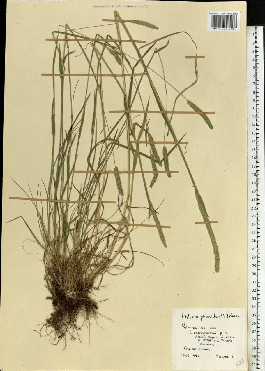 Тимофеевка Луговая соцветие