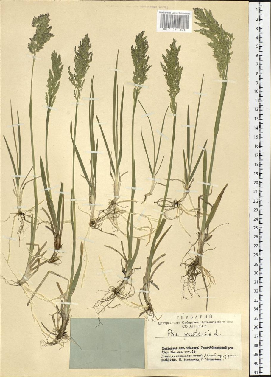 Тимофеевка Луговая рисунок