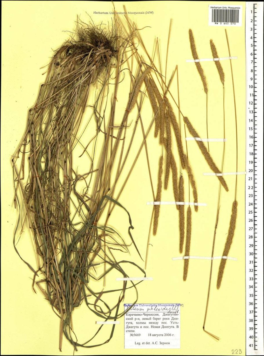 Тимофеевка Луговая Ленинградская 204