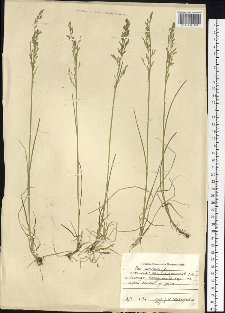 Тимофеевка нарисовать