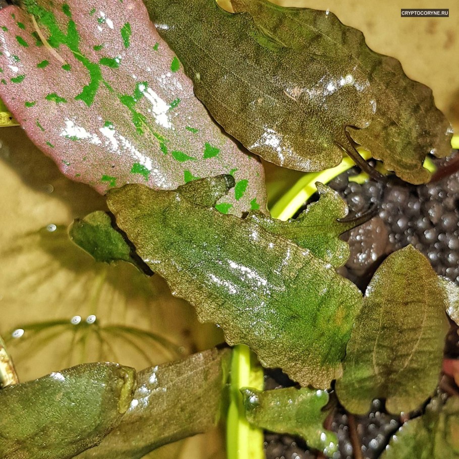 Криптокорина древолистная