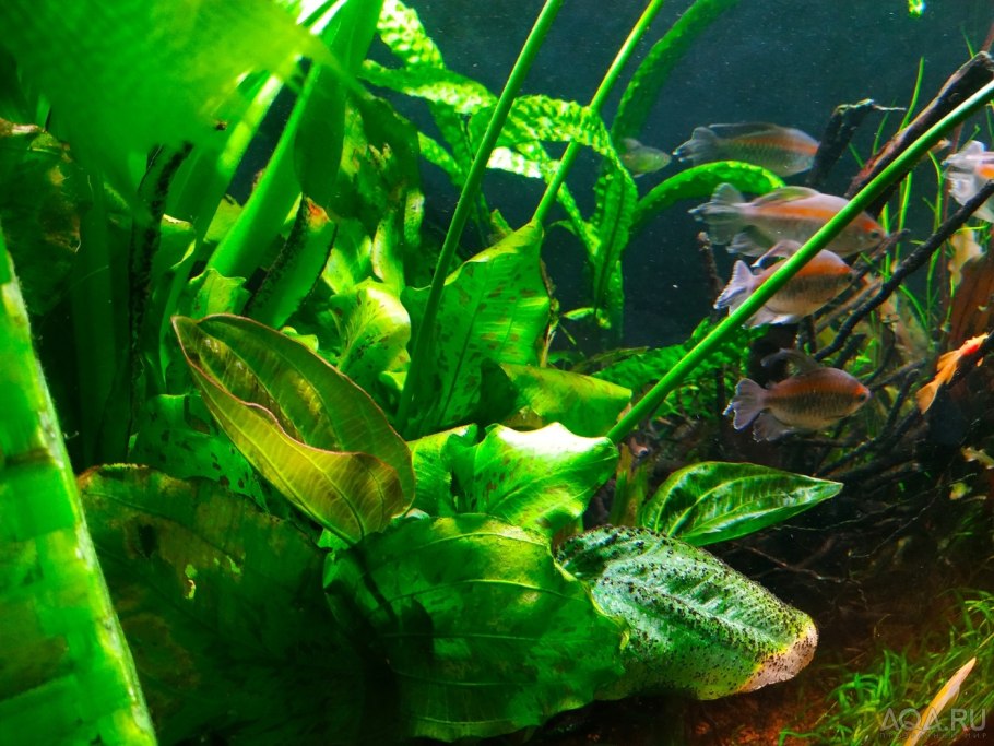 Cryptocoryne nevillii
