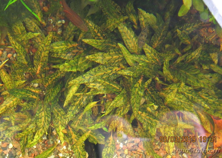 Бурые диатомовые водоросли