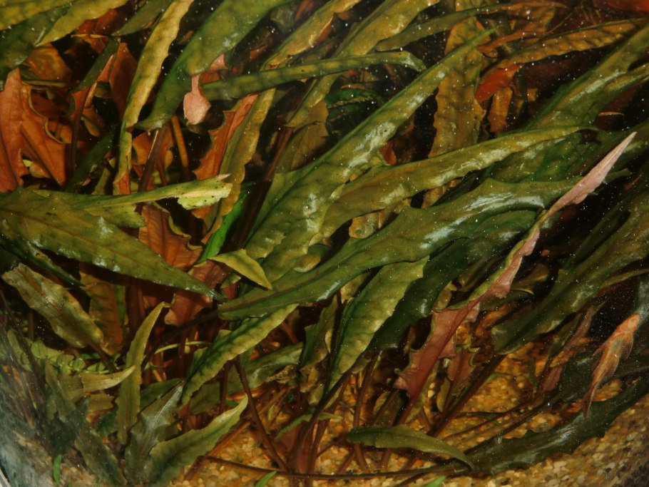 Хлороз криптокорины