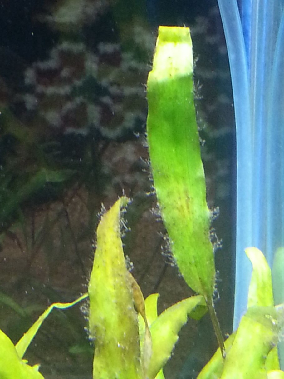 Эхинодорус гибрид Регина