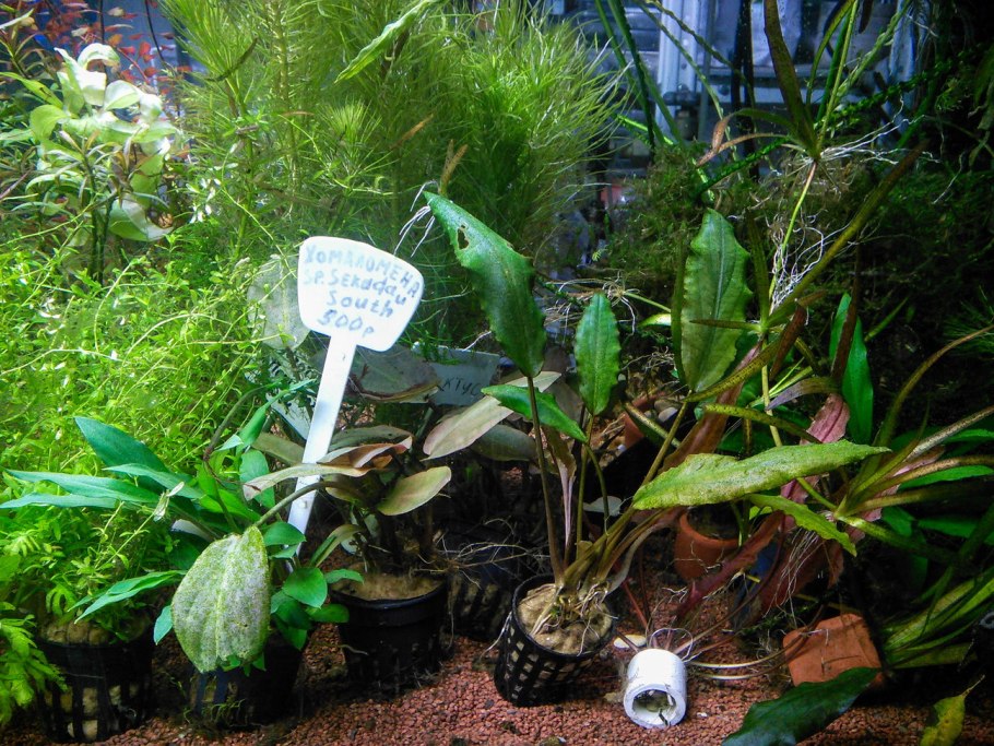 Фото криптокорины Беккета