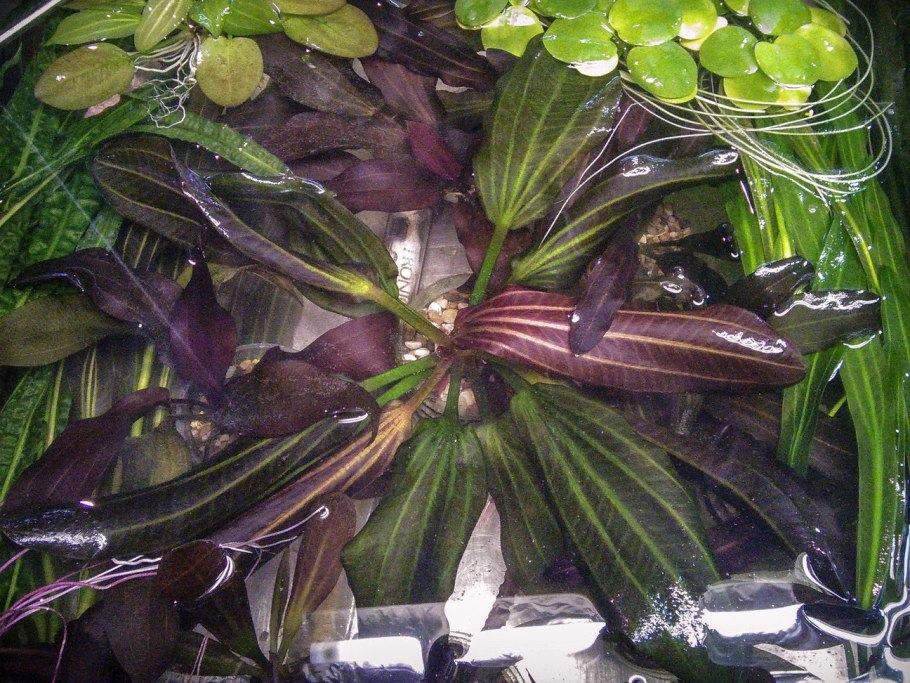 Криптокорина балансе содержание