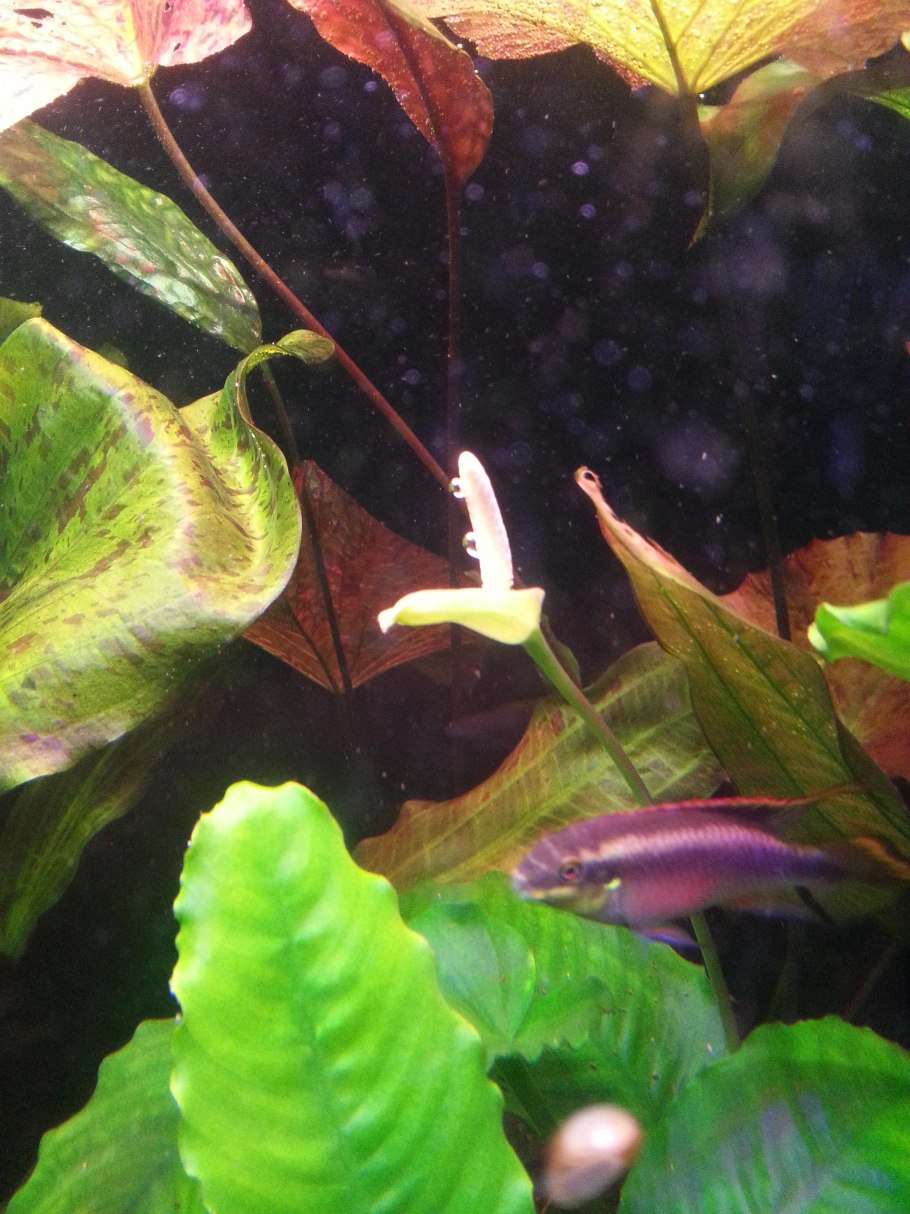 Криптокорина Вендта скручиваются листья