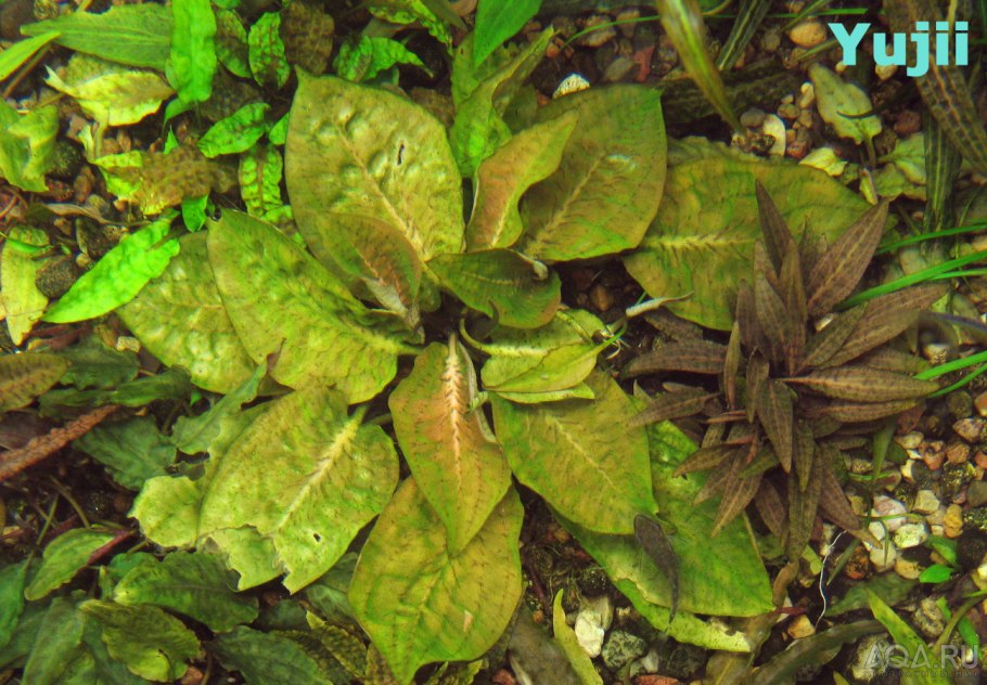 Эхинодорус Горизонталис