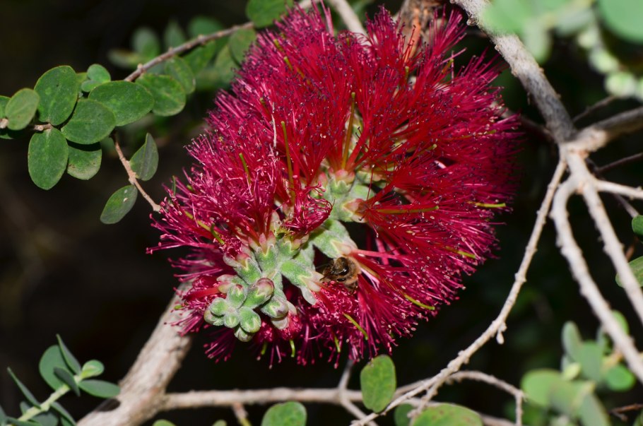 Melaleuca little Red