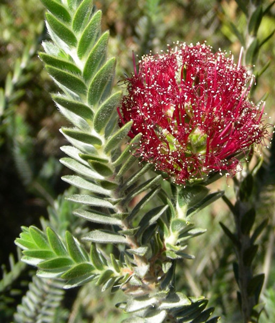 Bucida molinetii