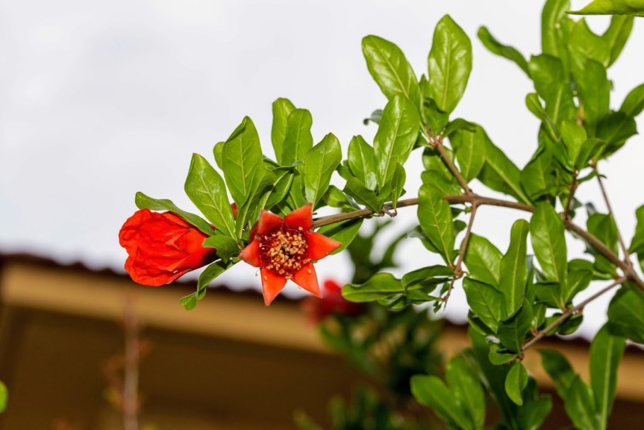Tibouchina heteromalla