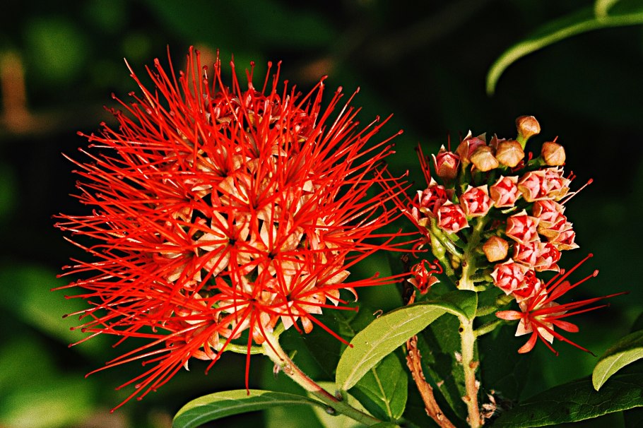 Leptospermum nitidum