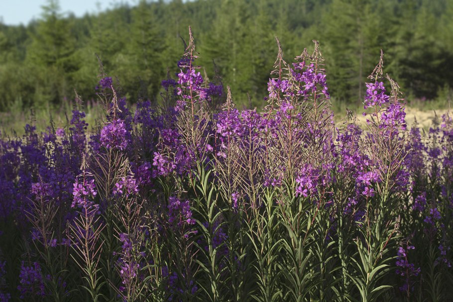 Chamelaucium Kerryn