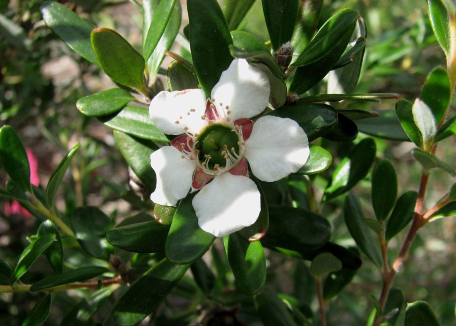 Combretum caffrum