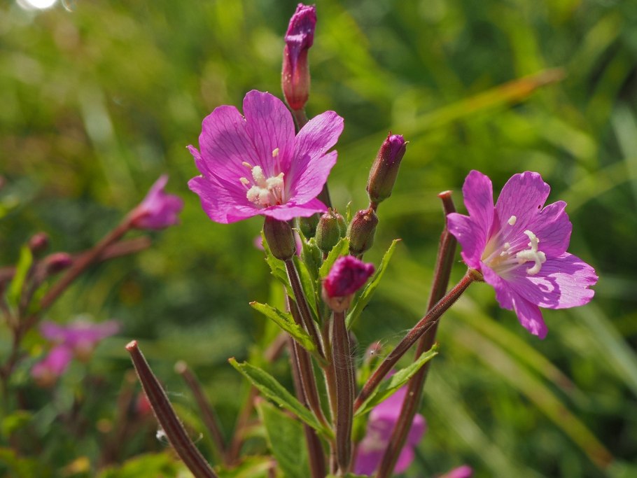 Leptospermum Rubinette