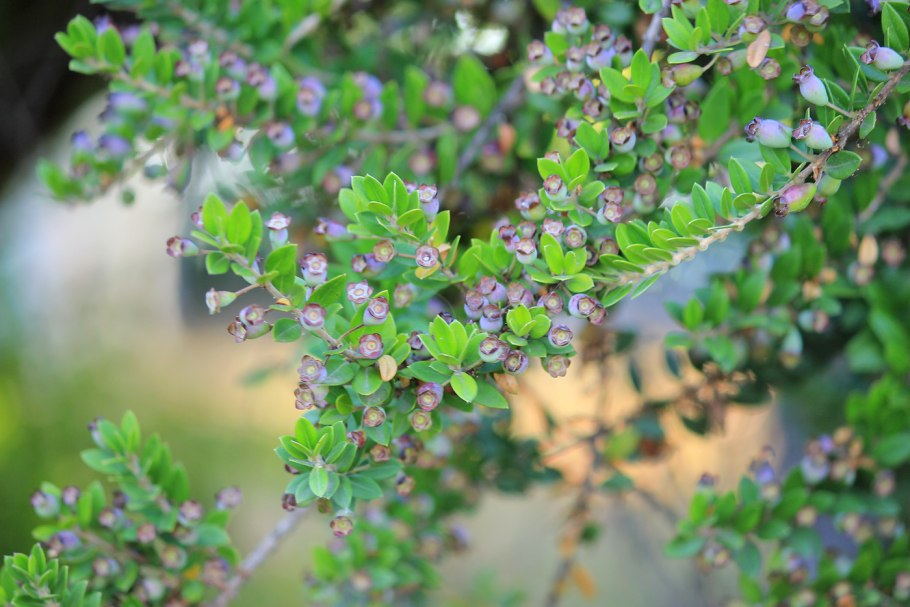 Leptospermum epacridoideum