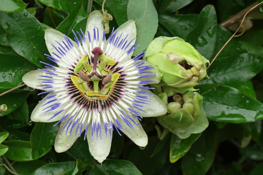 Двулепестник Альпийский (Circaea Alpina)