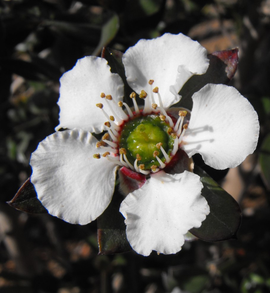 Chamaenerion Alba