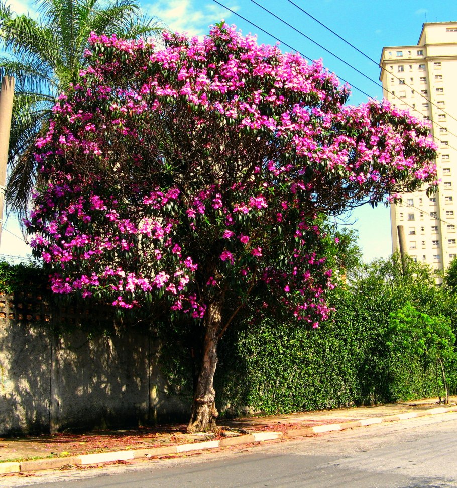 Фуксия трехлистная Fuchsia triphylla l