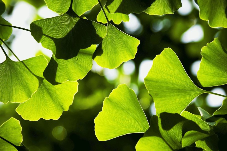 Гинкго билоба дерево
