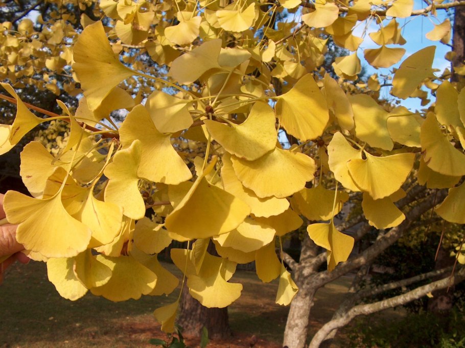 Гинкго билоба дерево