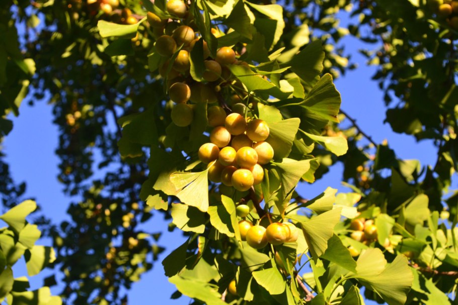 Гинкго билоба дерево