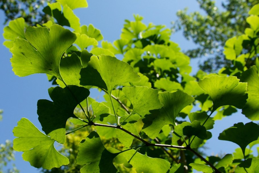 Гинкго билоба Египетский