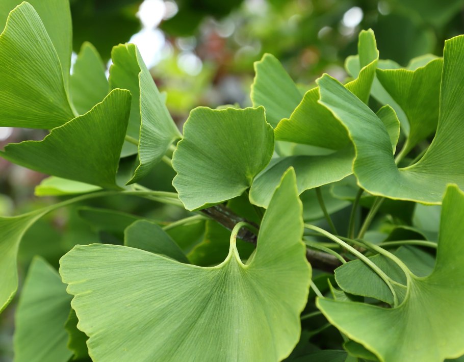 Гинкго билоба Ginkgo Biloba California Sunset