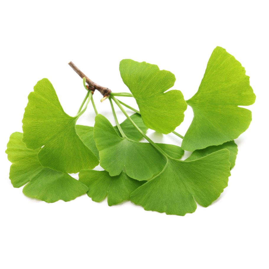 Гинкго павлония