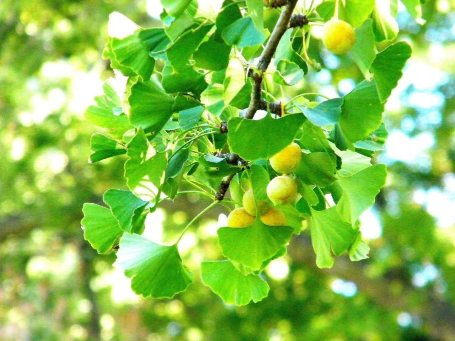 Гинкго двулопастный золотой