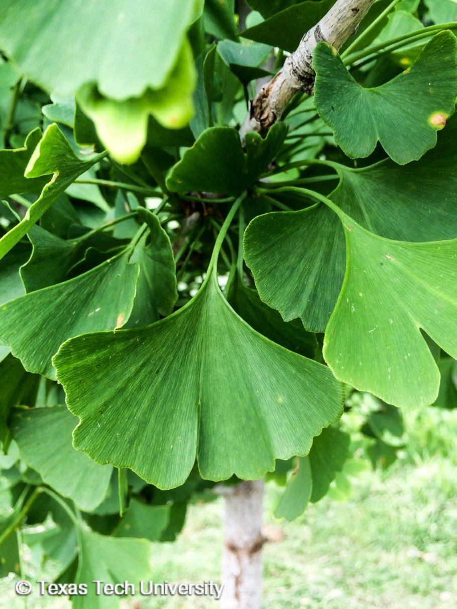 Гинкго билоба Вариегата (Ginkgo Biloba variegata)