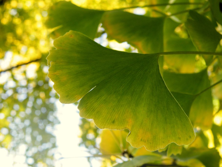 Benefits гинкго билоба