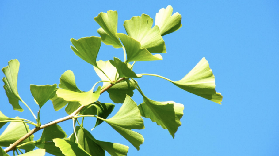 Гинкго билоба