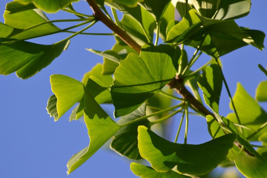 Гинкго билоба растение