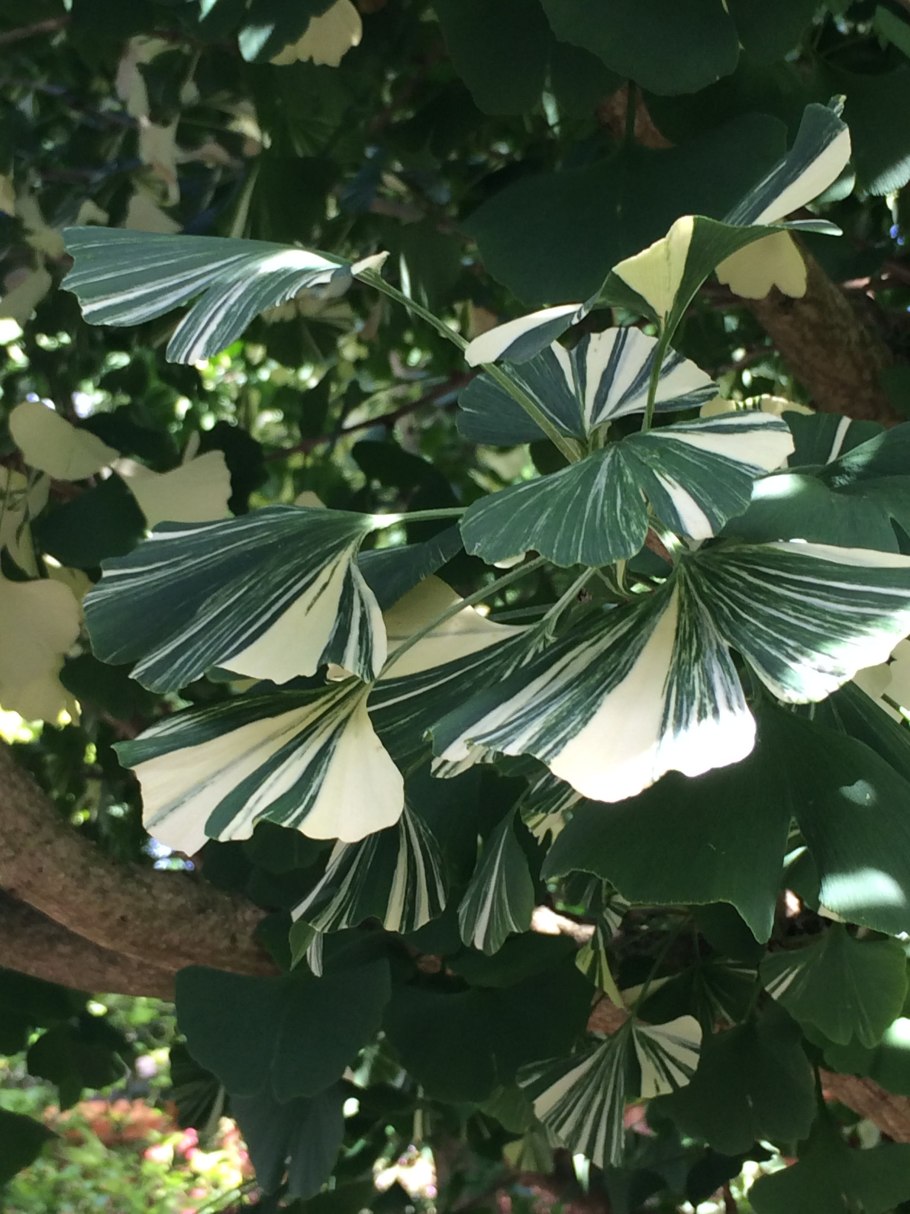 Гинкго билоба дерево